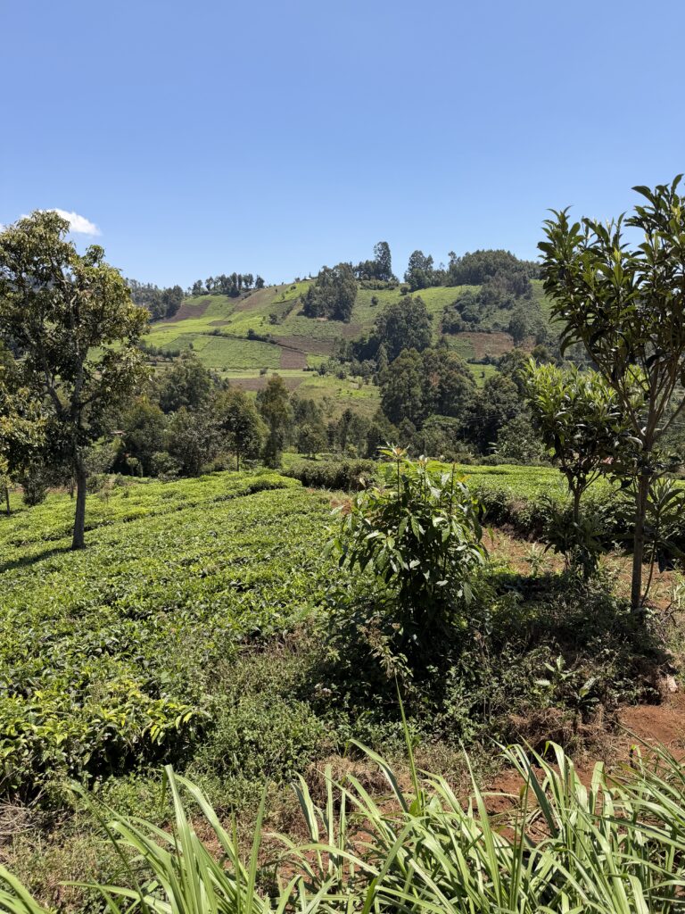 Tea farms across the hills of Kanyenyaini, Murang’a County, Kenya.